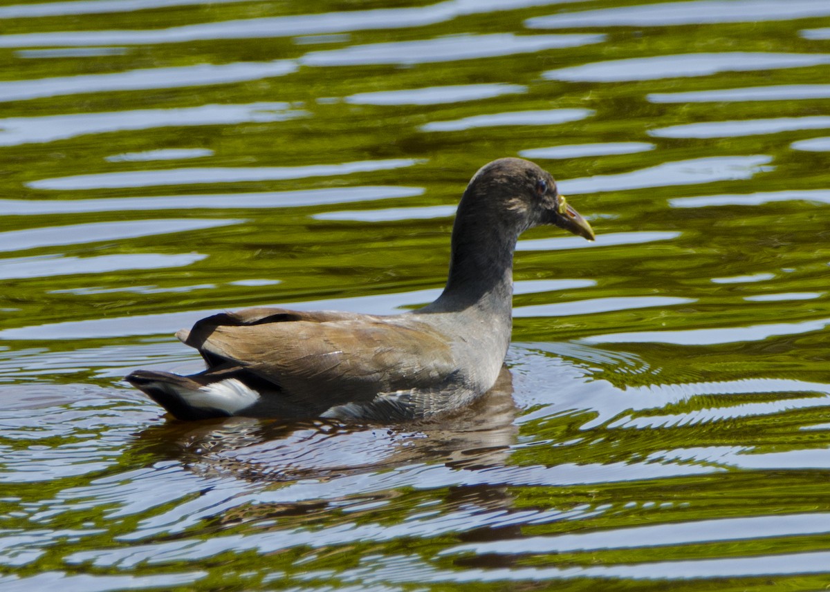 amerikasivhøne - ML645440209