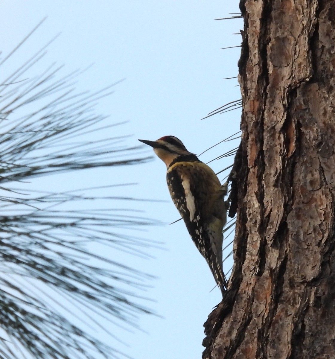 Yellow-bellied Sapsucker - ML645440212