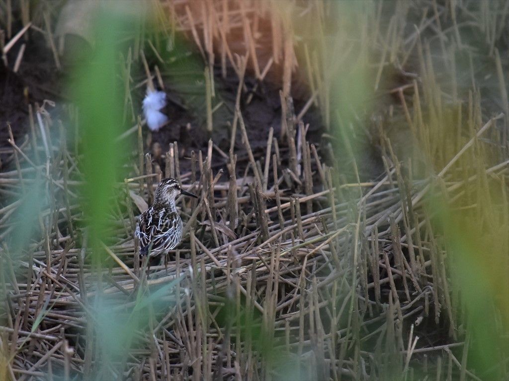 Broad-billed Sandpiper - ML645440218