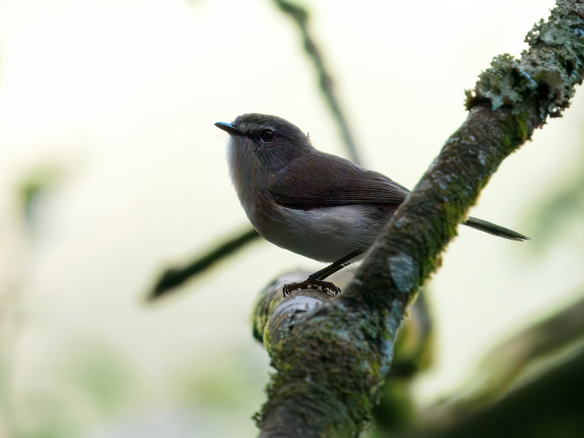 Brown Gerygone - ML645440228