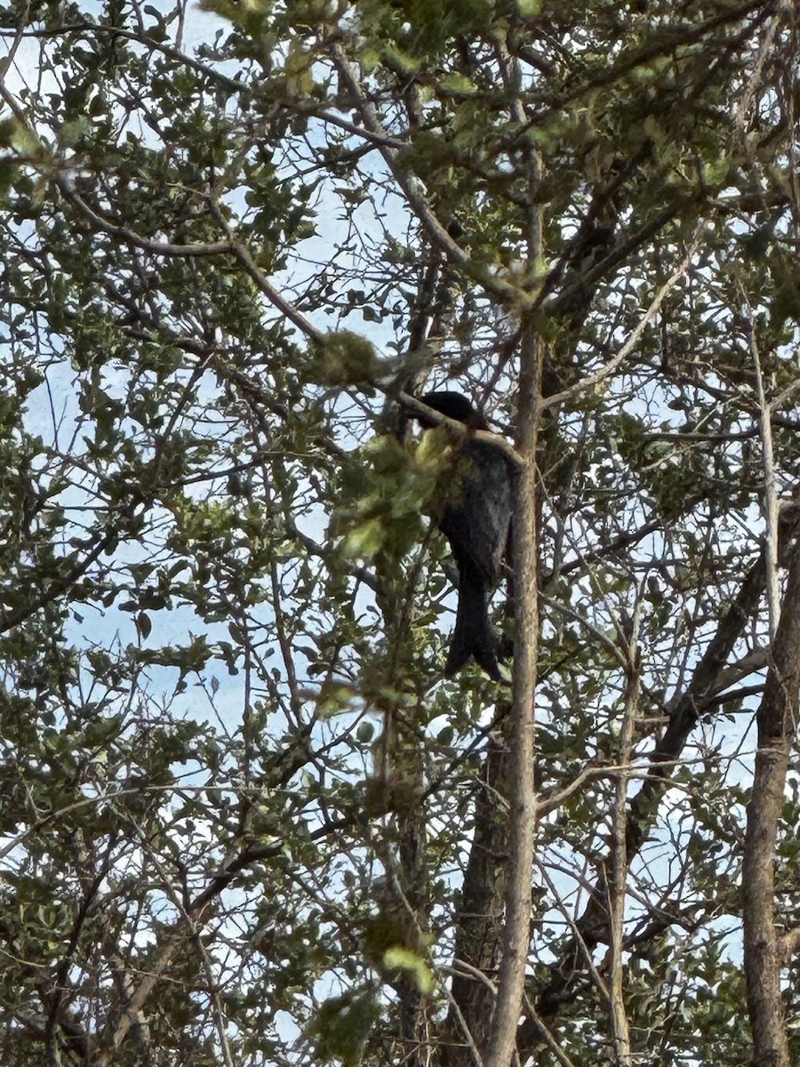 Fork-tailed Drongo - ML645440236