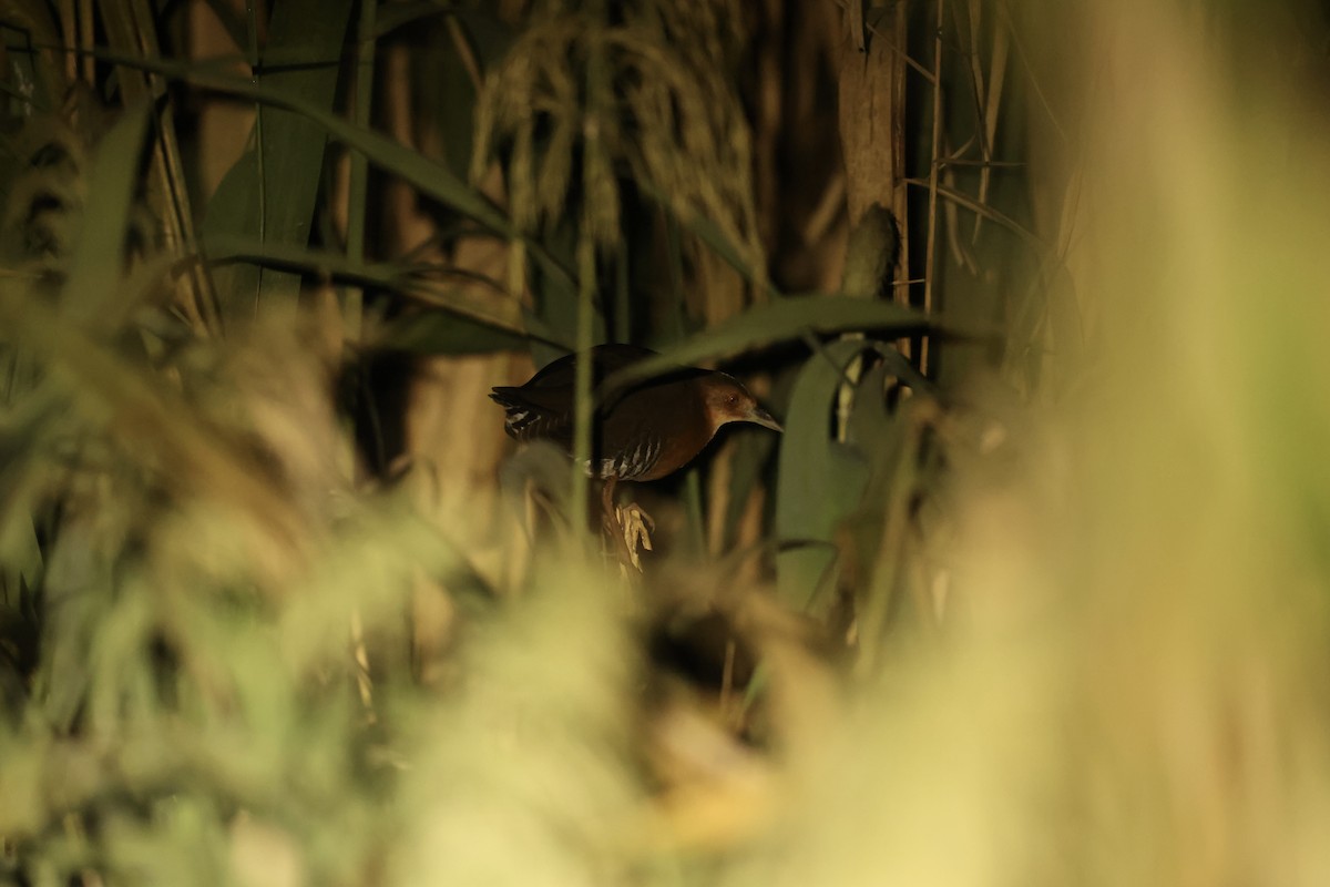 Band-bellied Crake - ML645440237