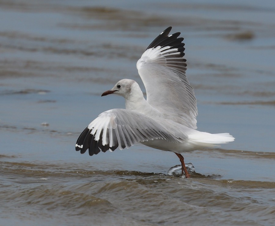 Gray-hooded Gull - ML645440240
