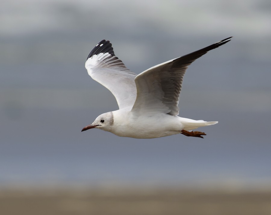 Gray-hooded Gull - ML645440241