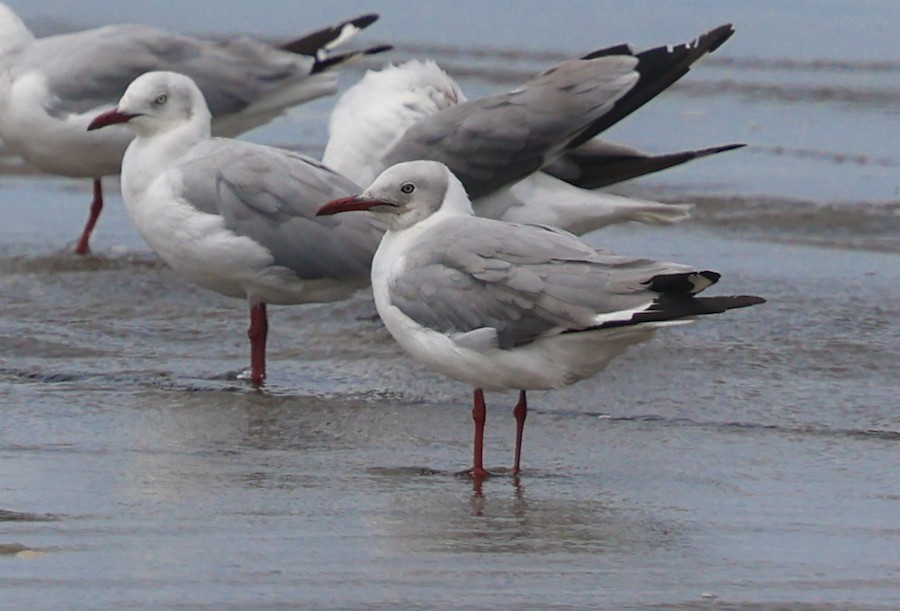 Gray-hooded Gull - ML645440243