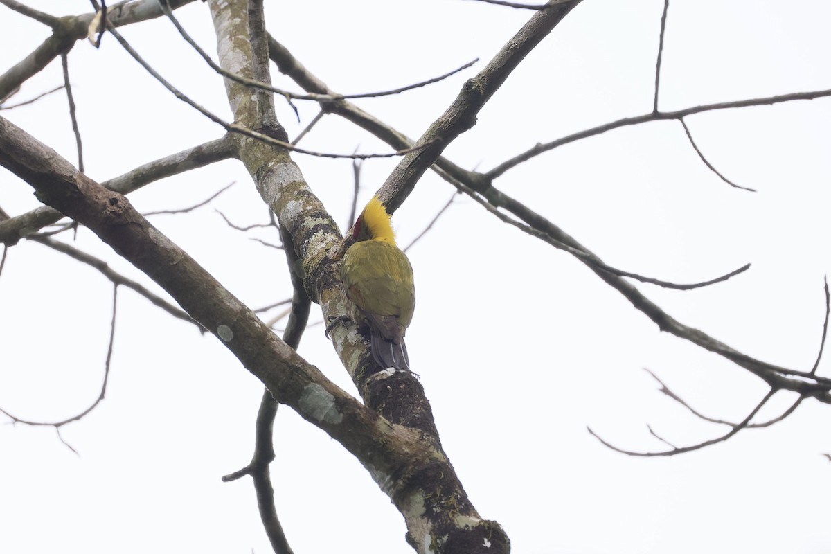 Küçük Sarıense - ML645440245