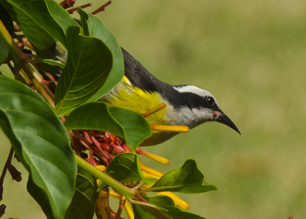 Sucrier à ventre jaune - ML645440246
