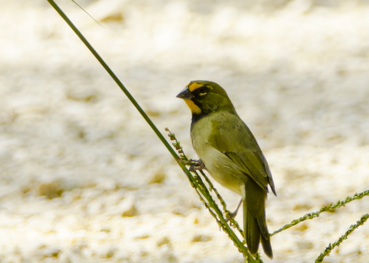 Yellow-faced Grassquit - ML645440247