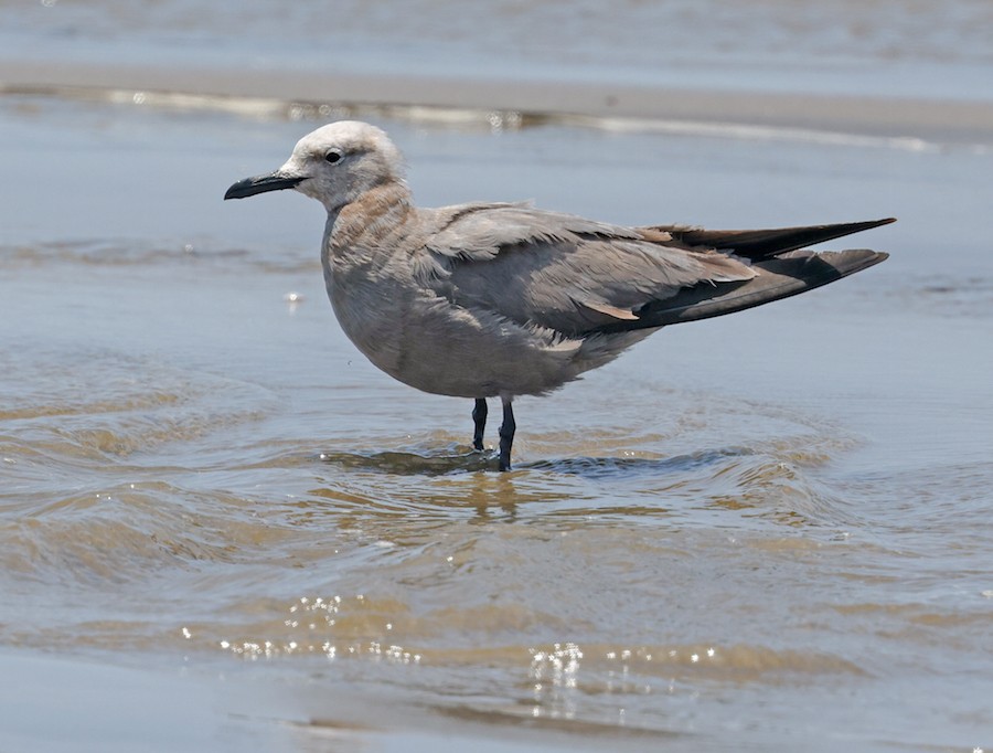 racek tmavý - ML645440248