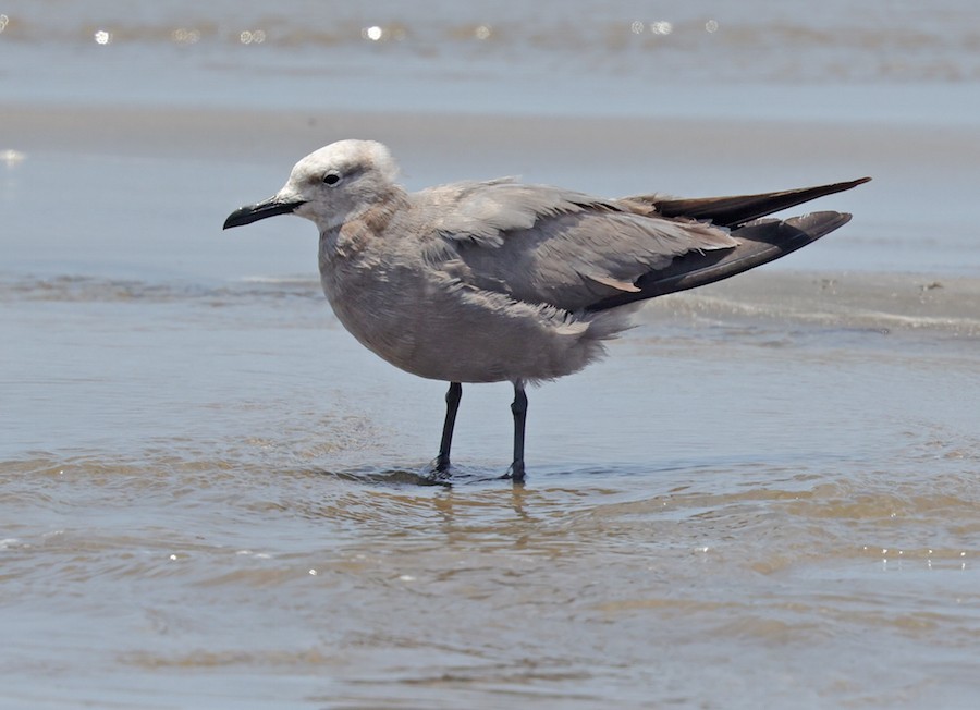 racek tmavý - ML645440251