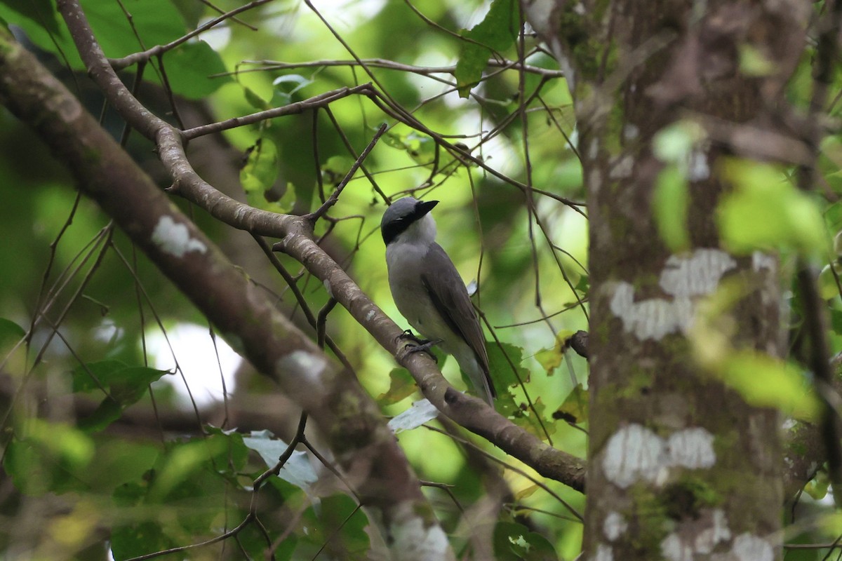 Large Woodshrike - ML645440263