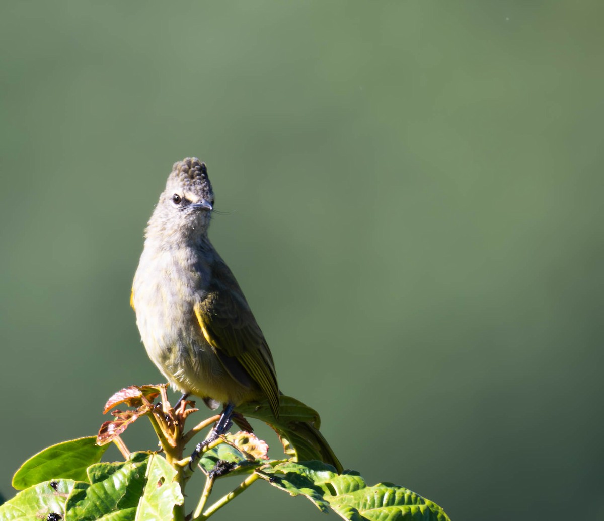 Flavescent Bulbul - ML645440267