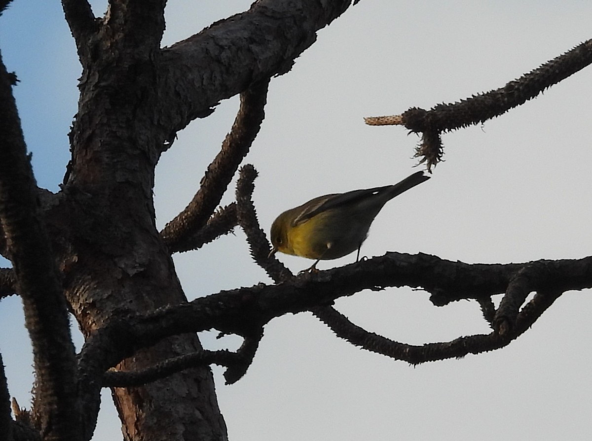 Pine Warbler - ML645440270