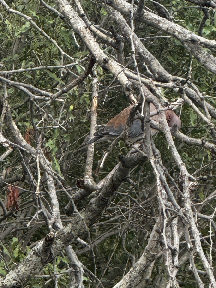 Laughing Dove - ML645440272