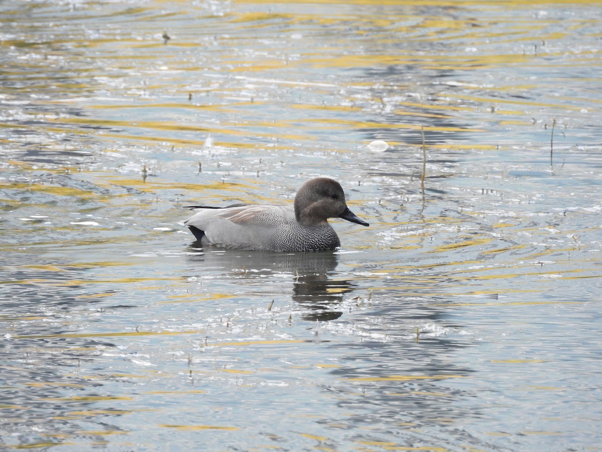 赤膀鴨 - ML645440276