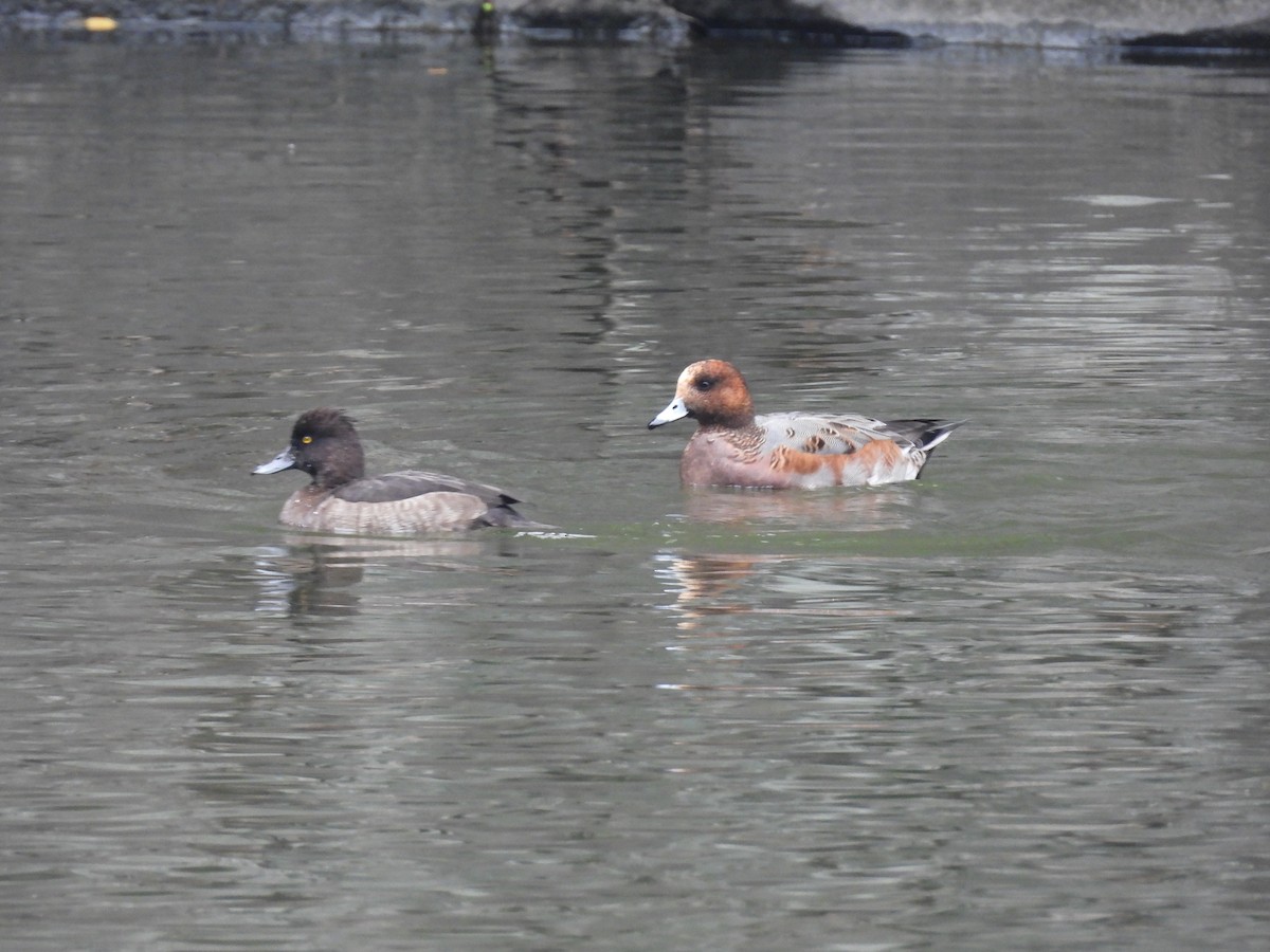 赤頸鴨 - ML645440283