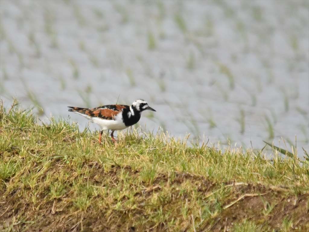 翻石鷸 - ML645440284