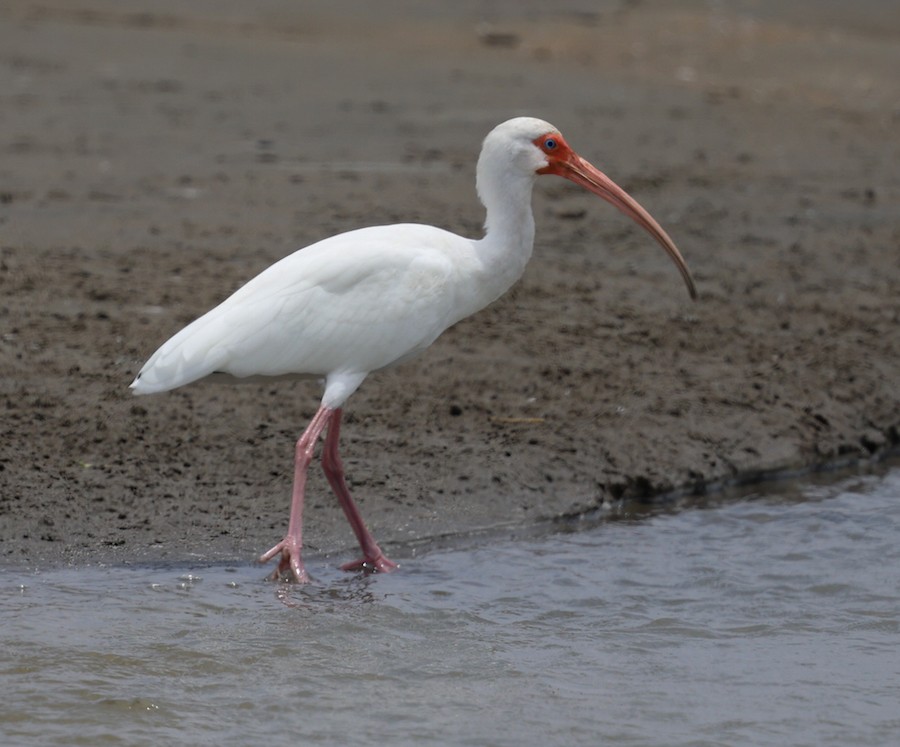 White Ibis - ML645440285