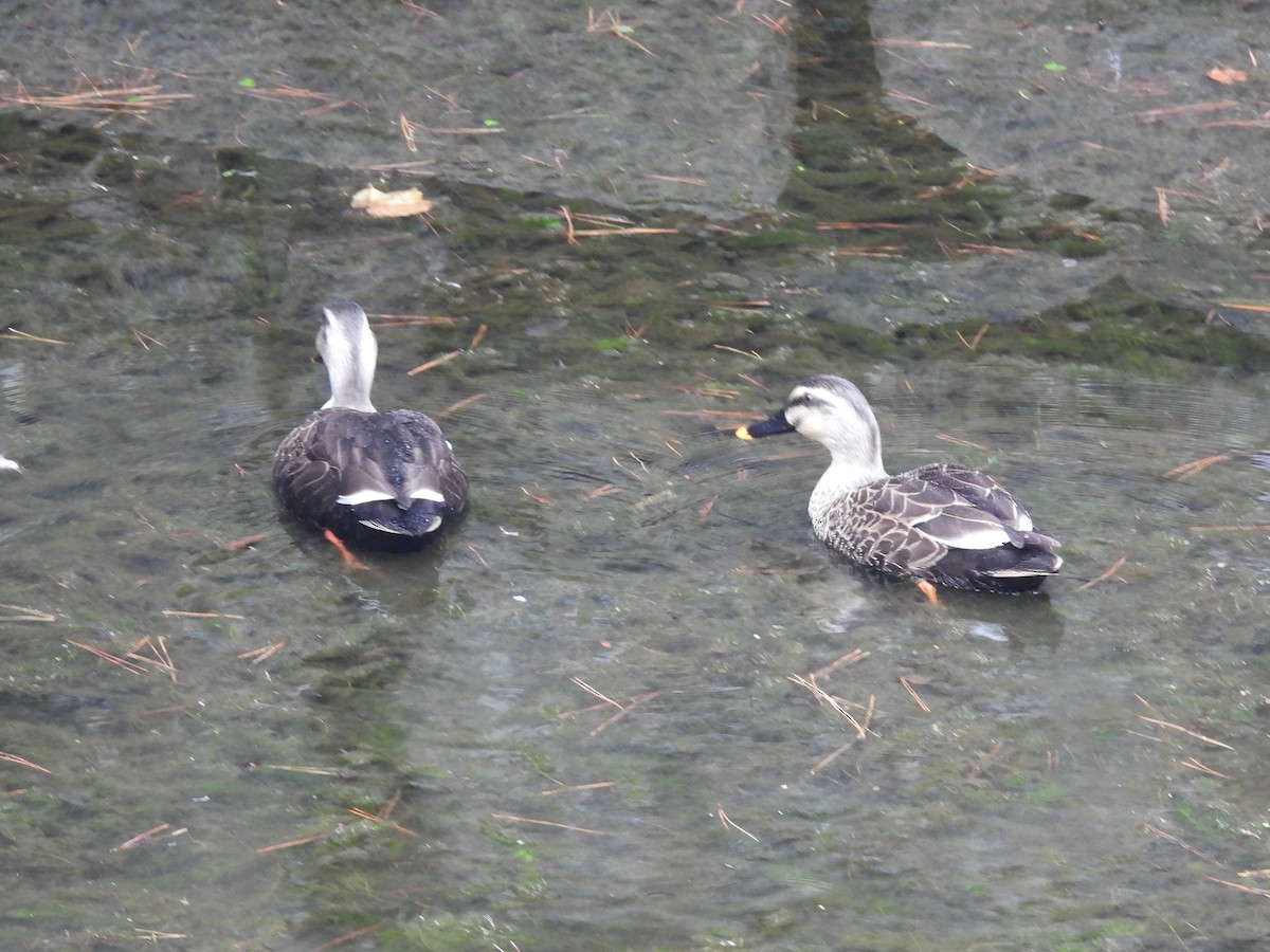 花嘴鴨 - ML645440286