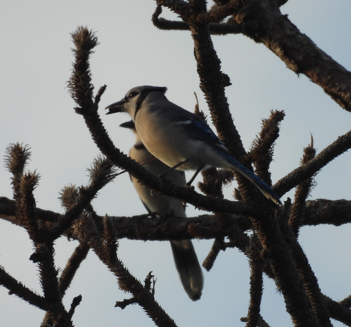 Blue Jay - ML645440287
