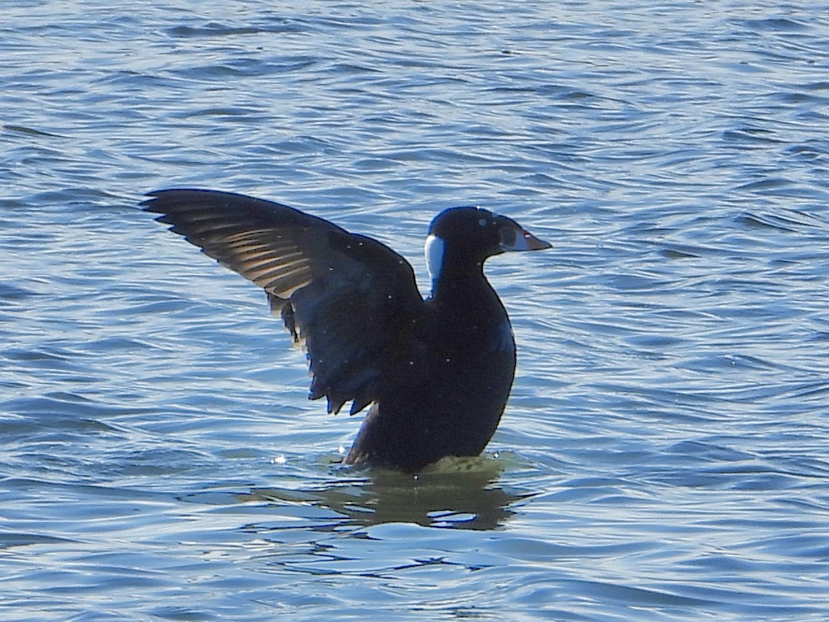 Surf Scoter - ML645440288