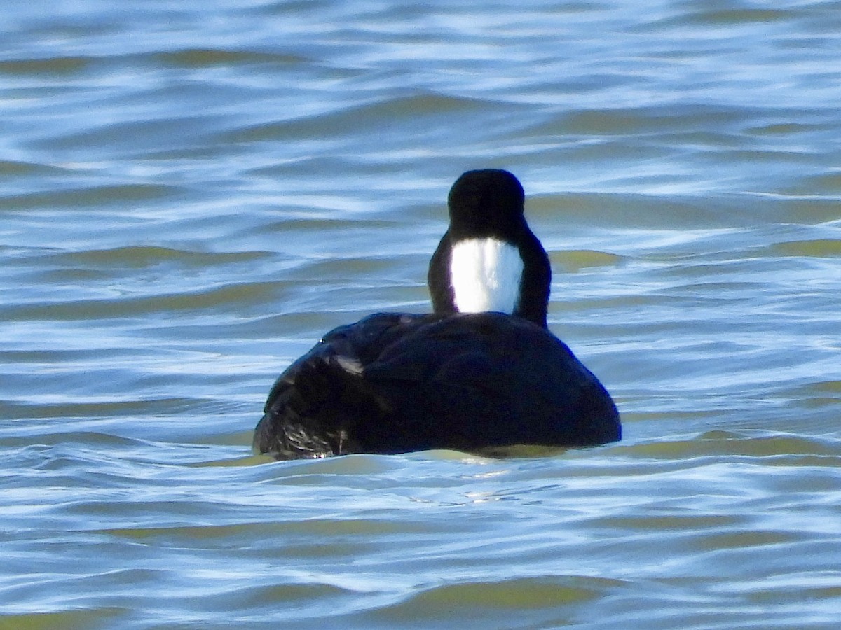 Surf Scoter - ML645440290