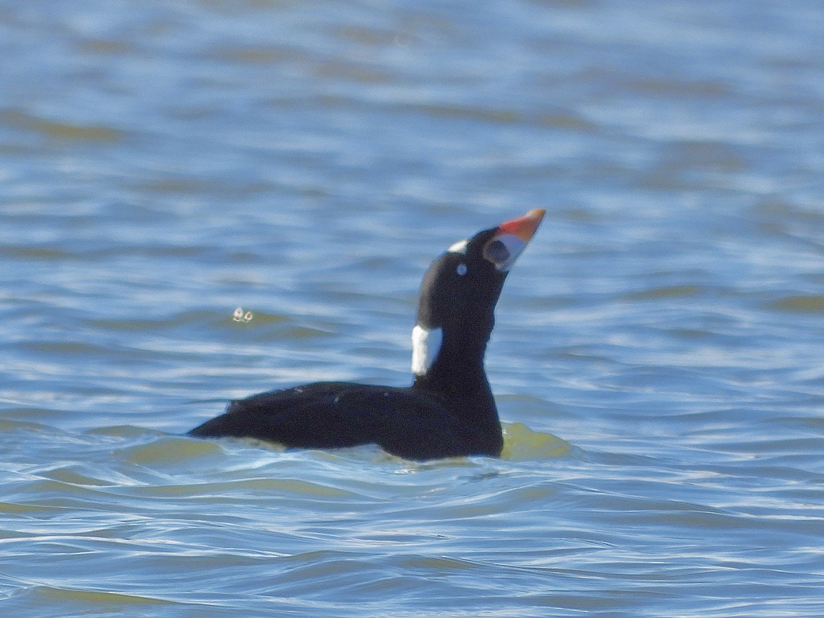 Surf Scoter - ML645440292