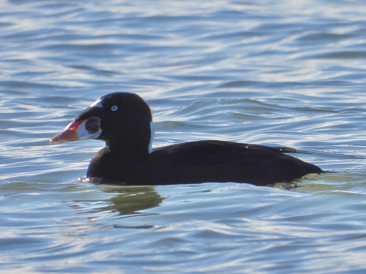 Surf Scoter - ML645440293
