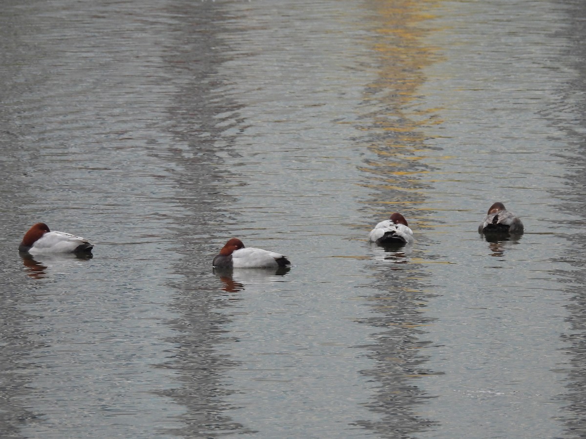 紅頭潛鴨 - ML645440297