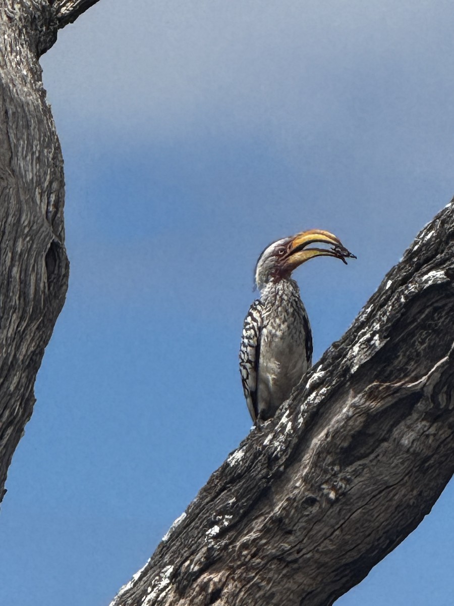 Southern Yellow-billed Hornbill - ML645440298