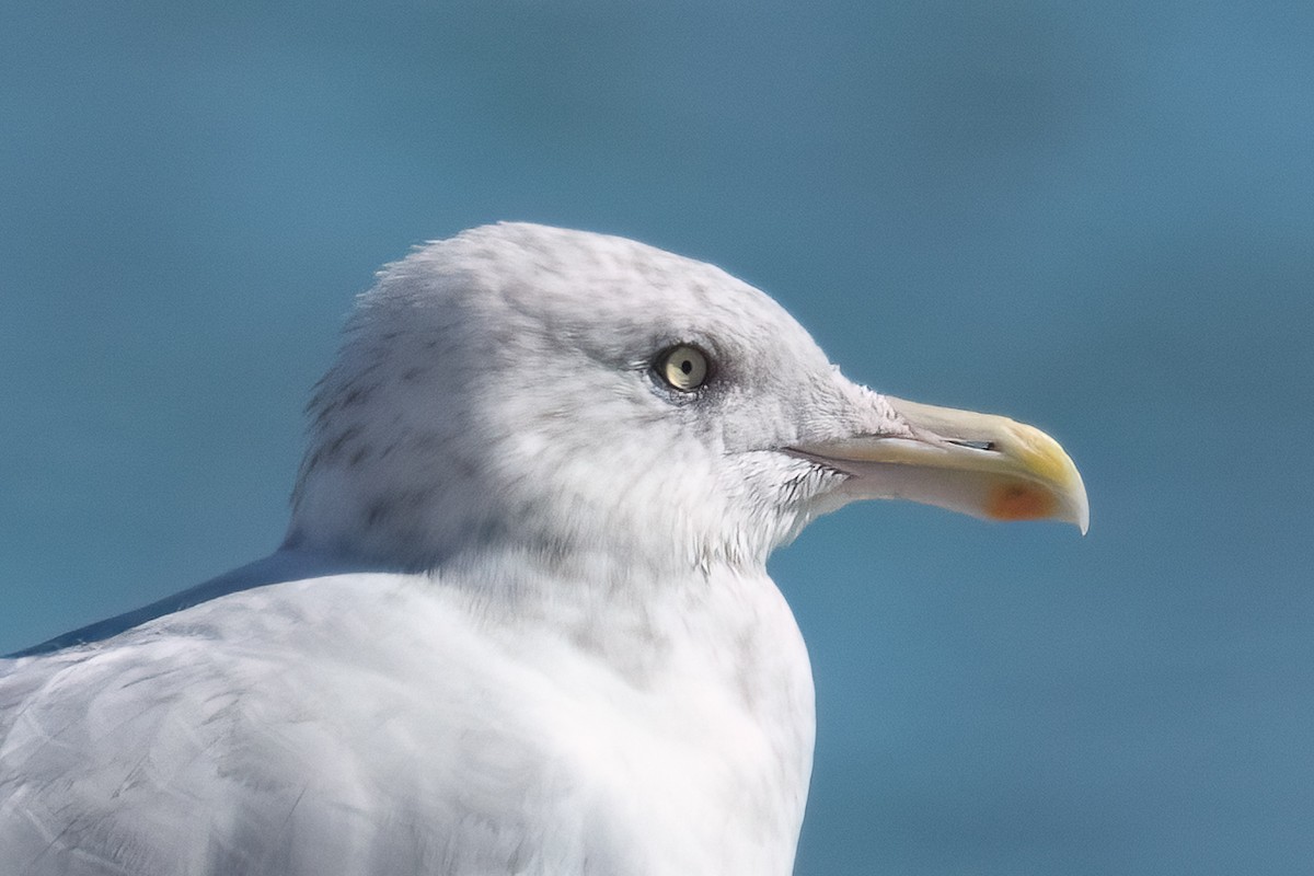 American Herring Gull - ML645440300