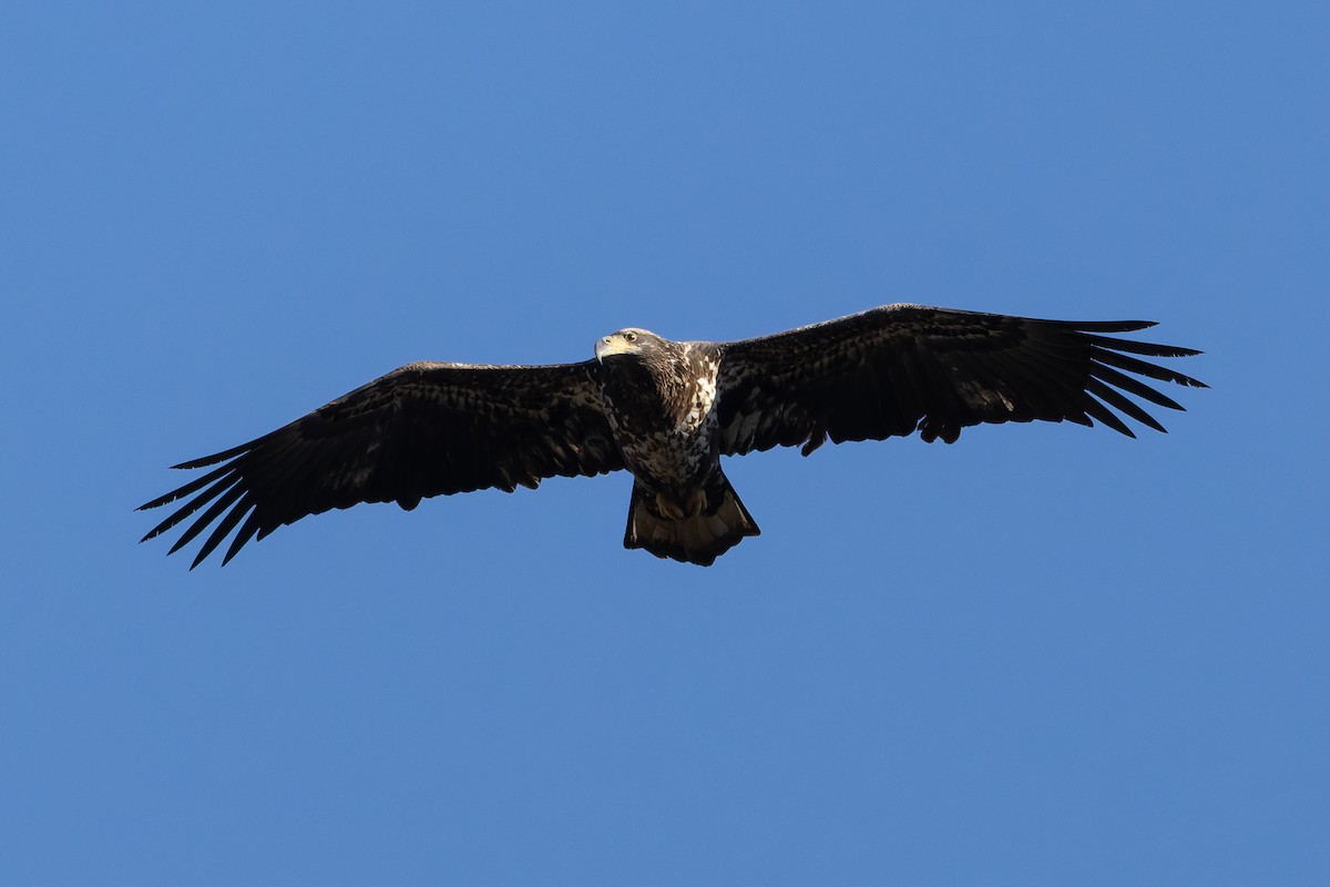 Bald Eagle - ML645440307