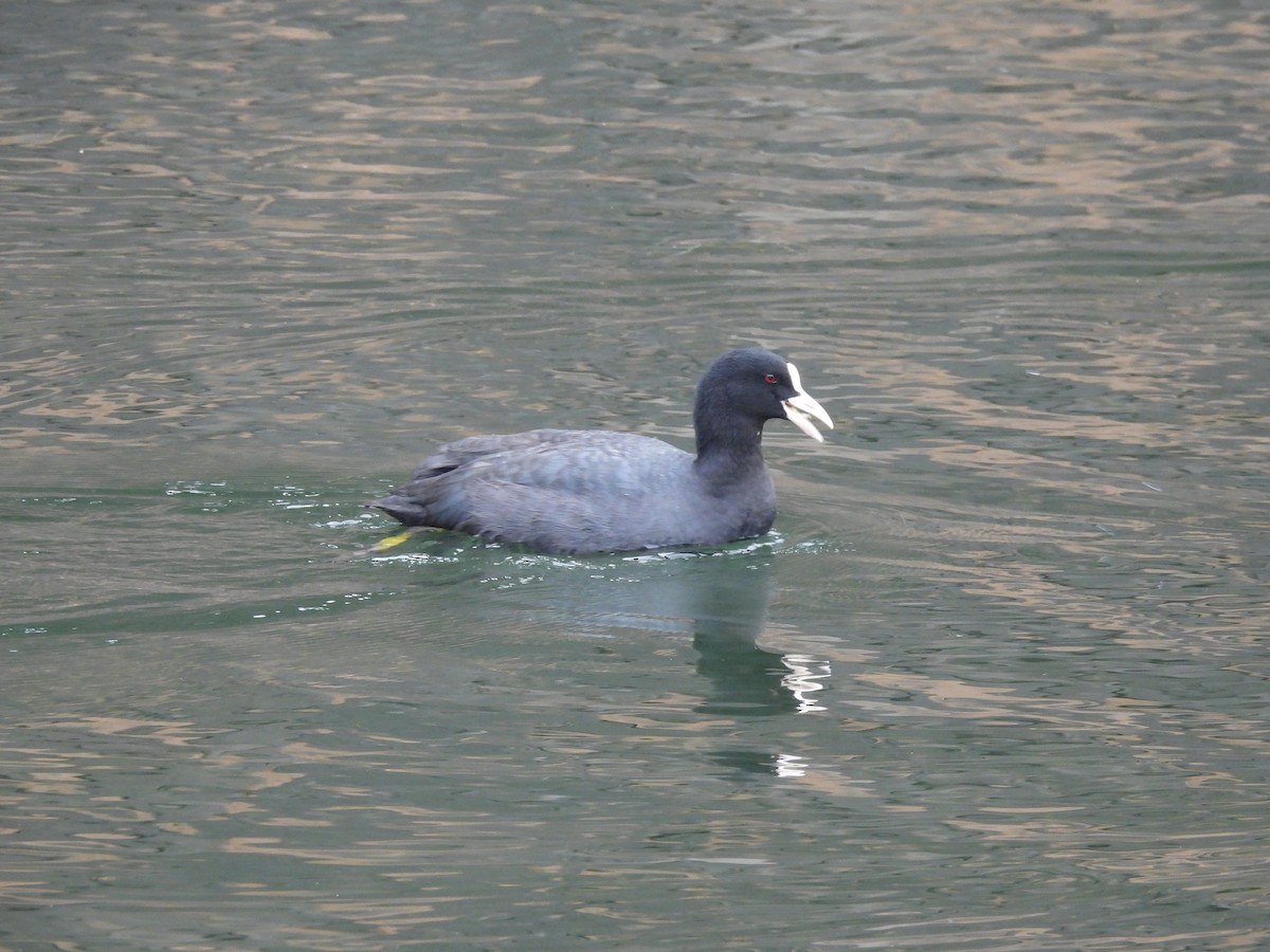 白冠雞 - ML645440308