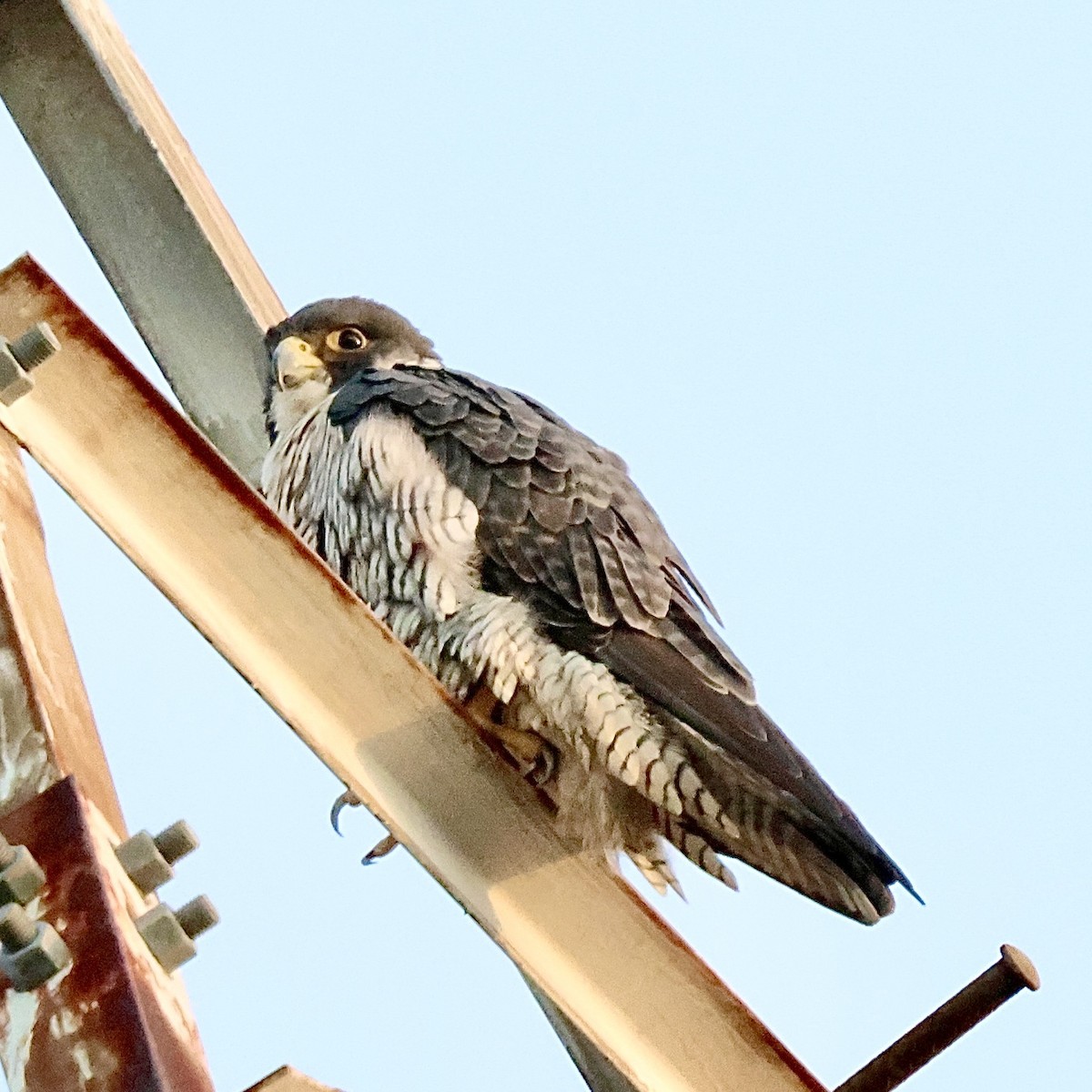 遊隼 - ML645440309