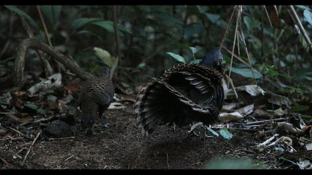 Bornean Peacock-Pheasant - ML645440311