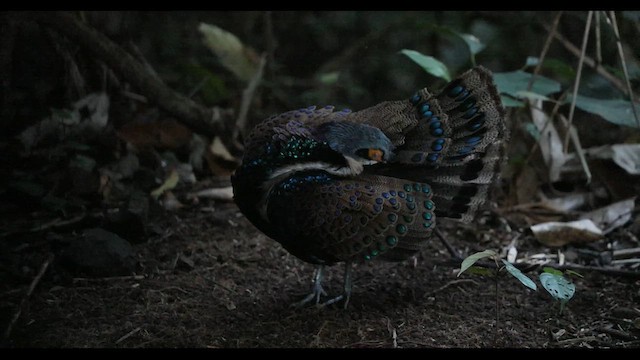 Bornean Peacock-Pheasant - ML645440312