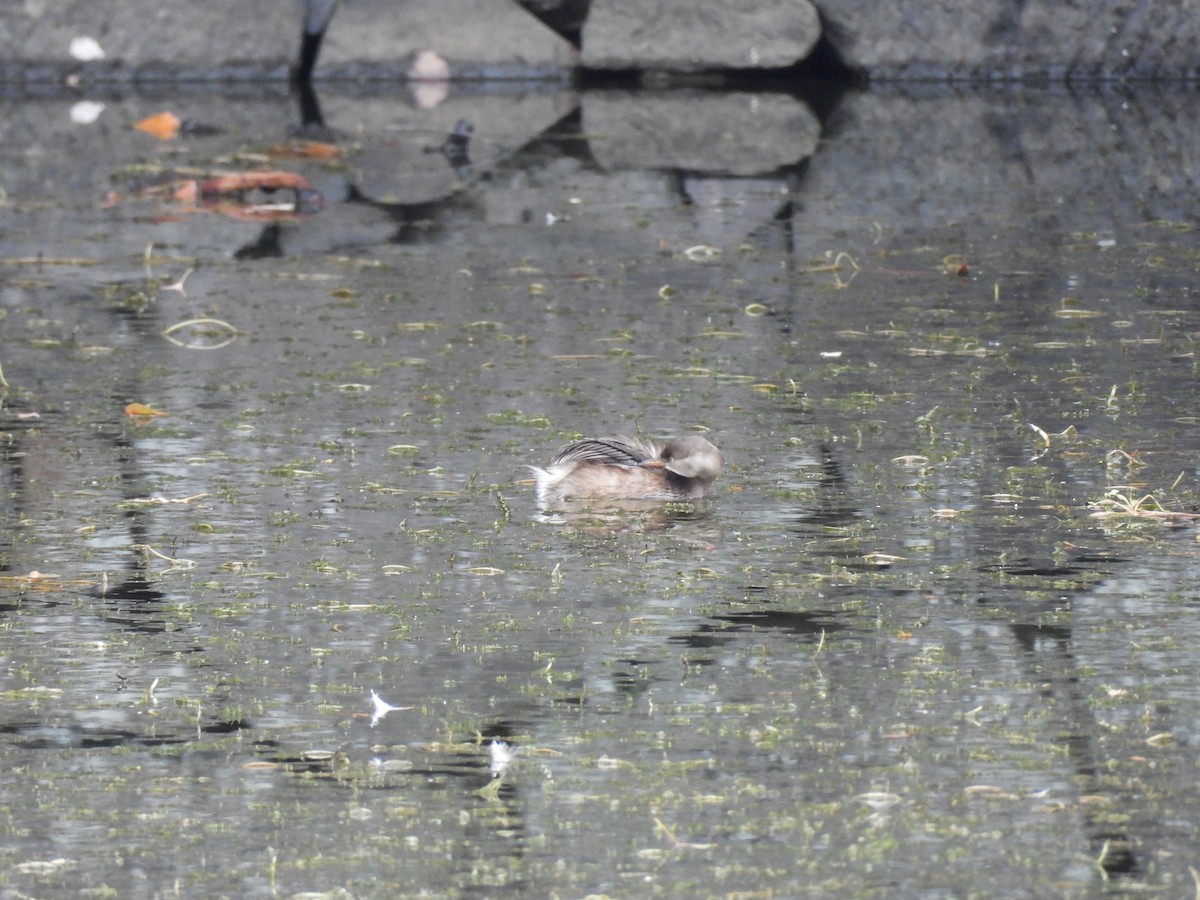 小鸊鷉(ruficollis群) - ML645440313