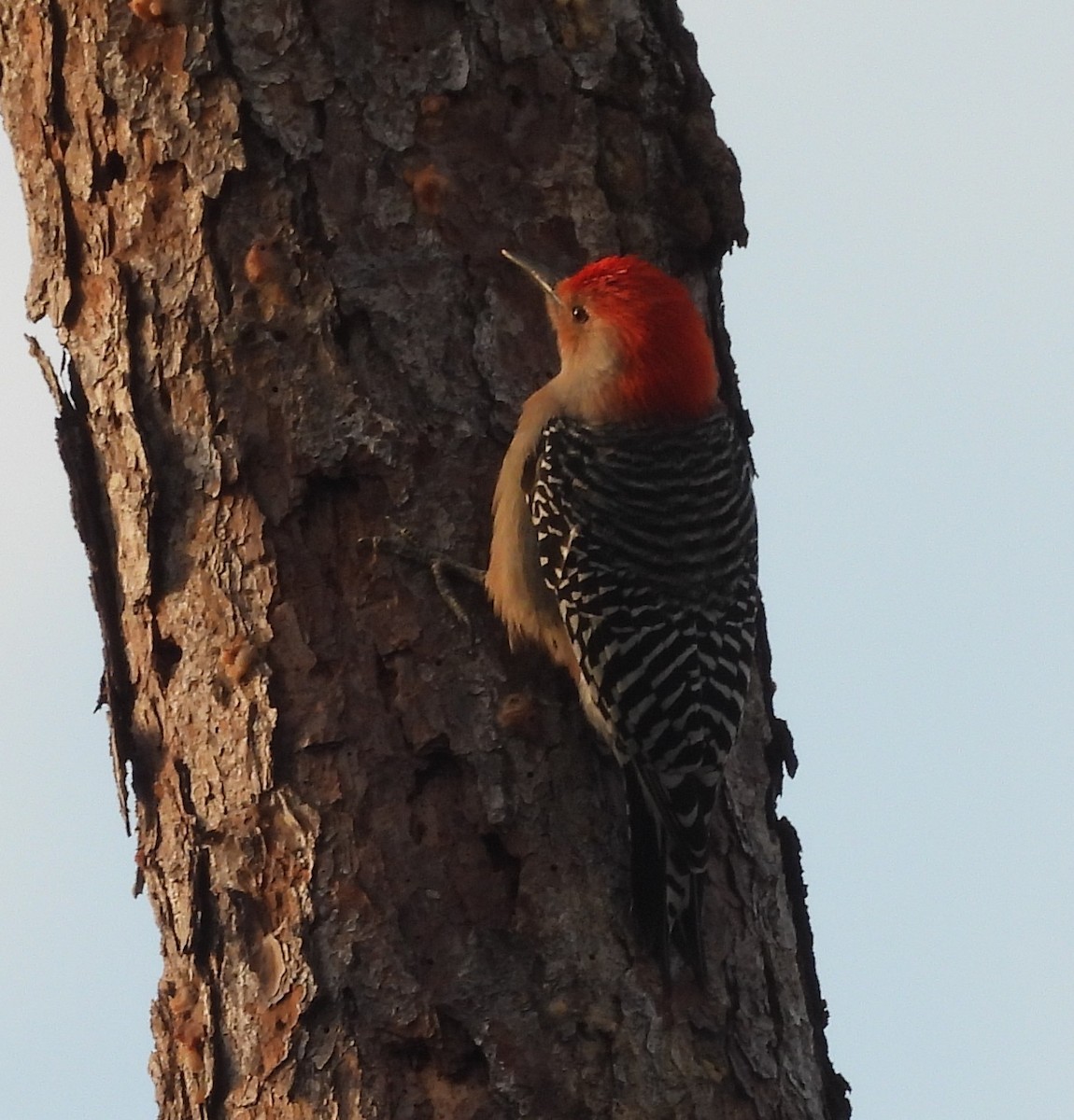 Red-bellied Woodpecker - ML645440314