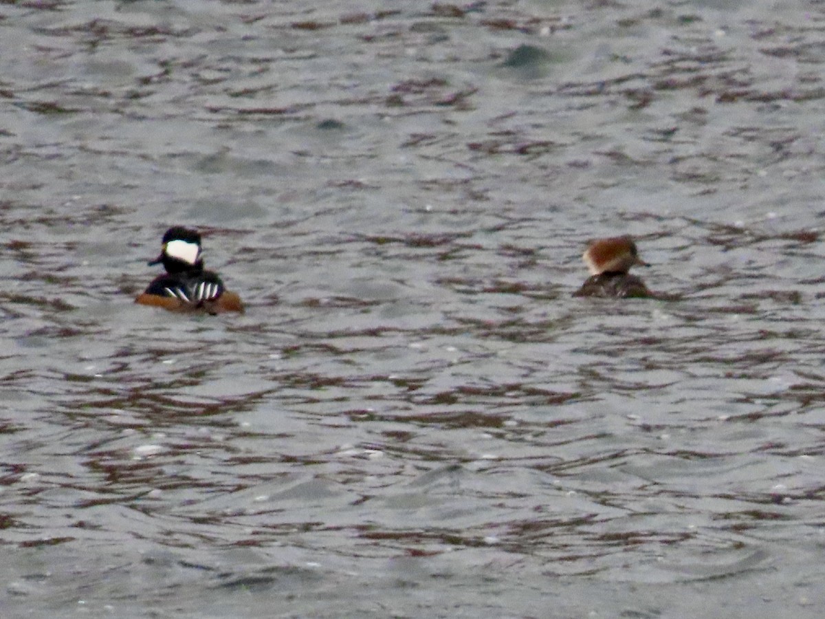 Hooded Merganser - ML645440319