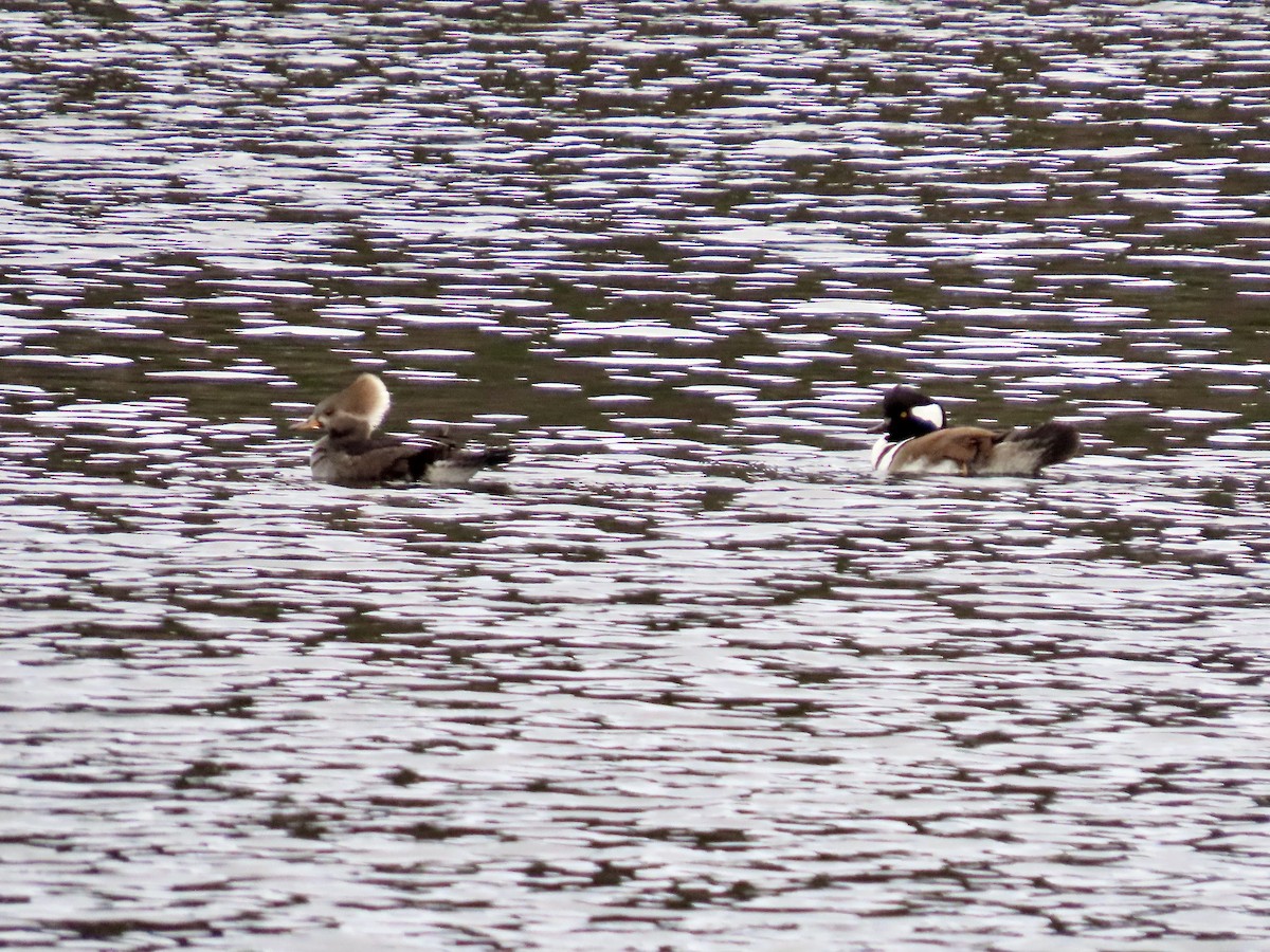Hooded Merganser - ML645440321