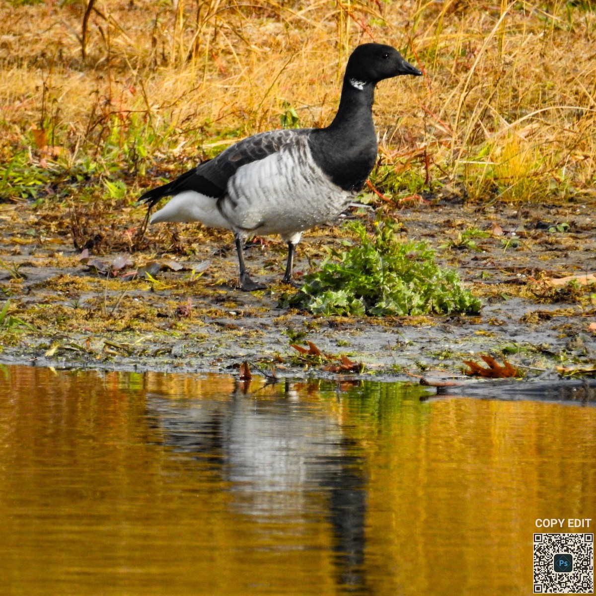 Brant - ML645440325