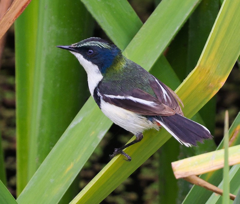 Many-colored Rush Tyrant - ML645440328