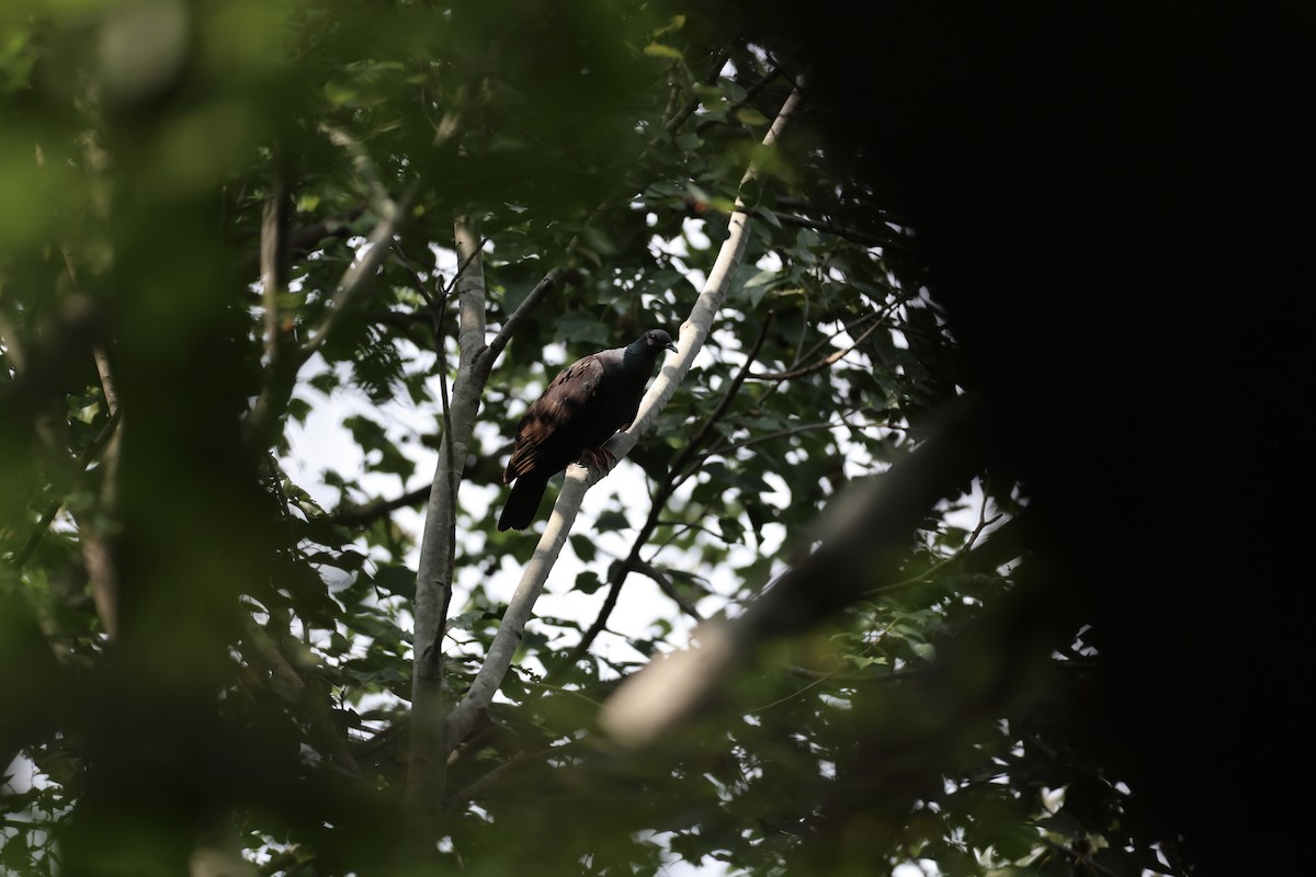 Black Wood-Pigeon - ML645440332