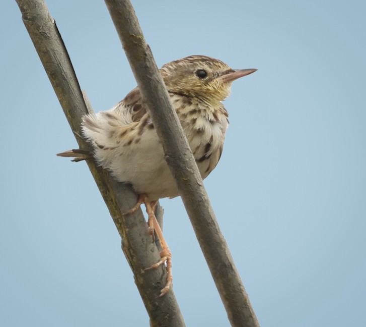 perupiplerke - ML645440337