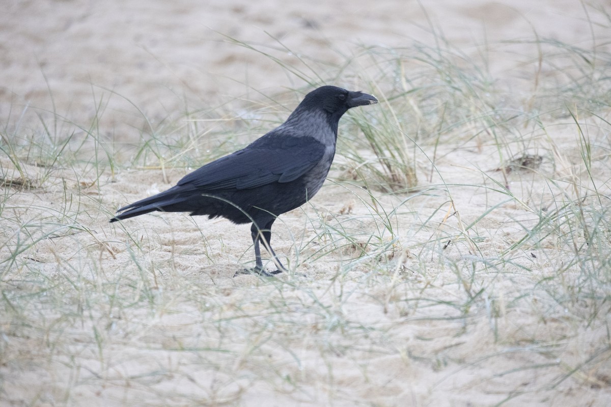 vrána černá x šedá (hybrid) - ML645440338