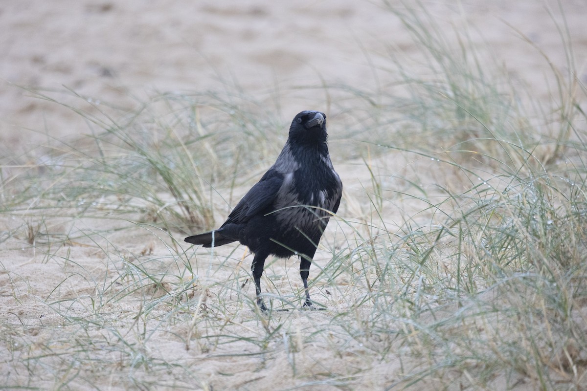 vrána černá x šedá (hybrid) - ML645440339