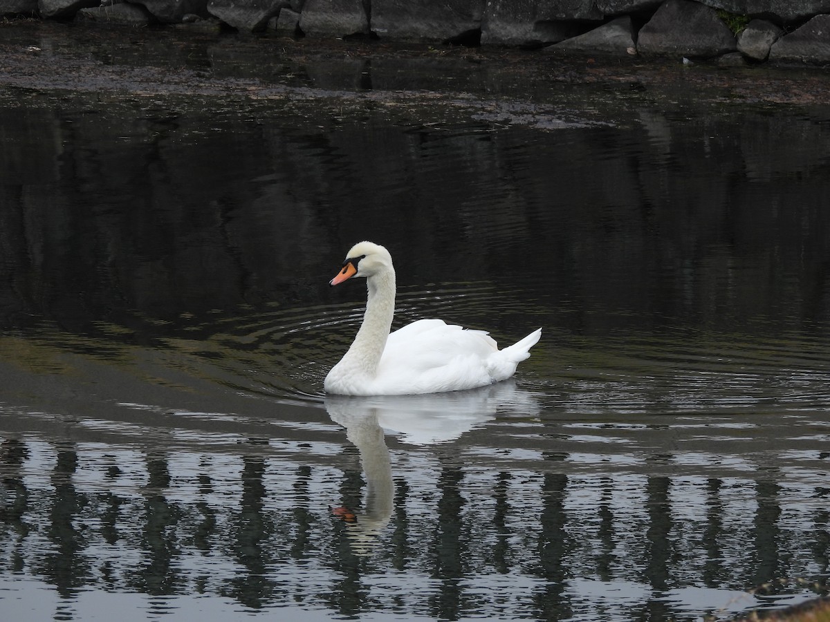 疣鼻天鵝 - ML645440341