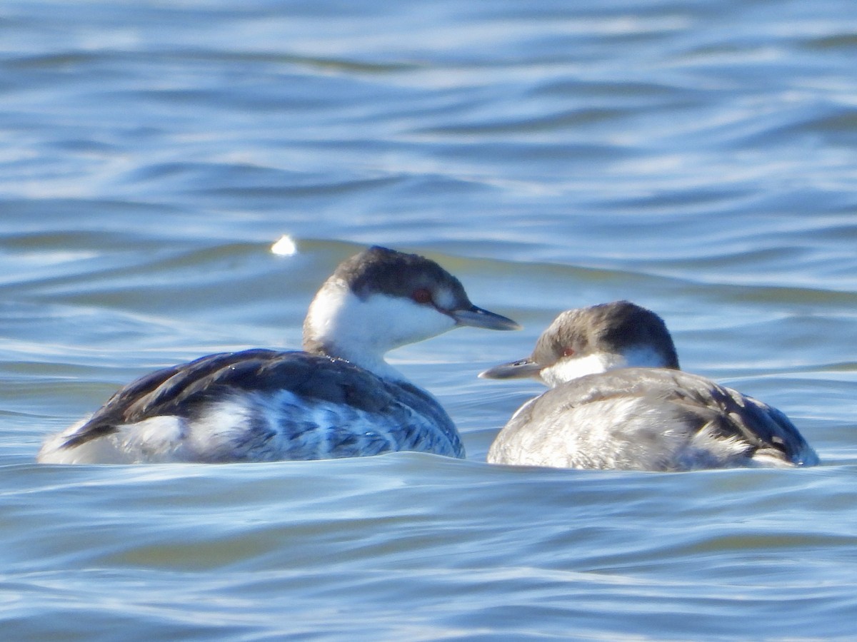 Horned Grebe - ML645440342