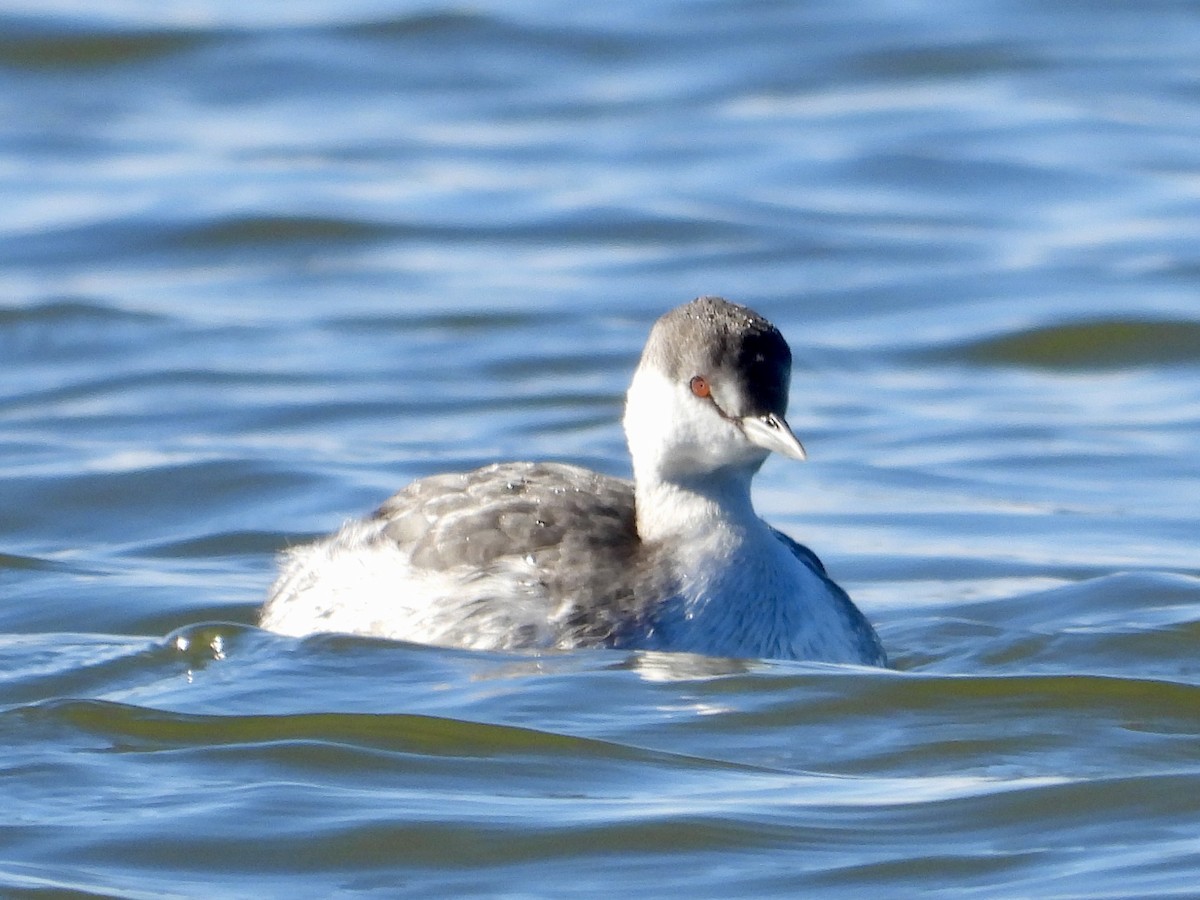 Horned Grebe - ML645440343