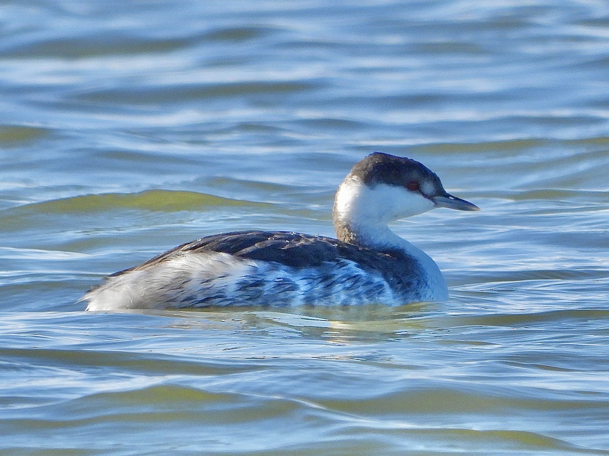 Horned Grebe - ML645440344